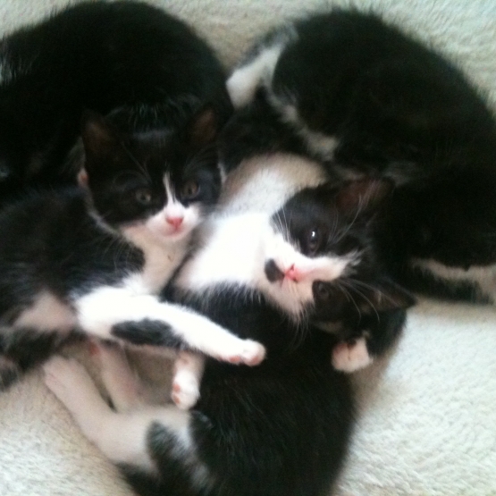 Image pour l'annonce Donne 4 chatons Mâles et Femelles