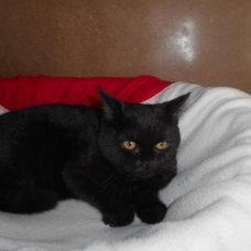 Image pour l'annonce vends un chaton british N.lof : petite panthére noire.