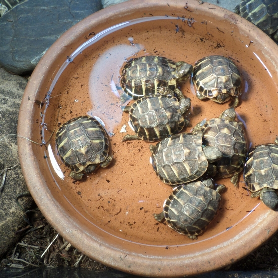 Image pour l'annonce vends petites tortues