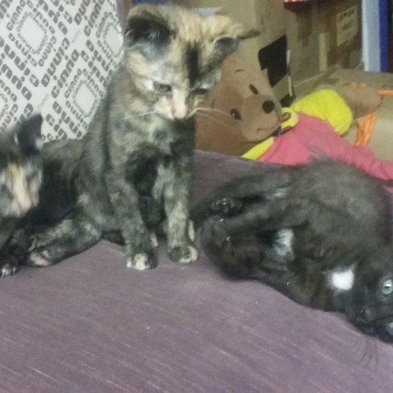 Image pour l'annonce Trois adorables petits chatons