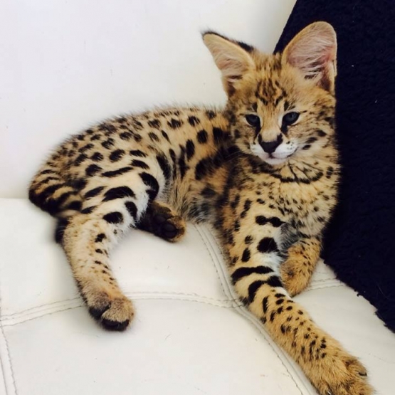 Image pour l'annonce chatons serval en vente