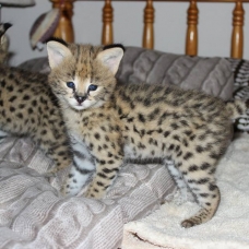 Image pour l'annonce chatons serval en vente