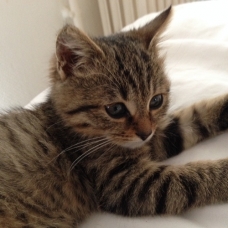 Image pour l'annonce Donne chaton, tigré, femelle, 4 mois