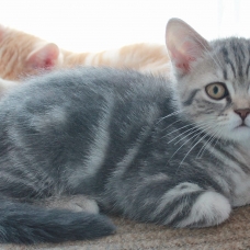 Image pour l'annonce Donne 2 adorables chatons