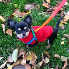 Image pour l'annonce Chihuahua miniature 1,8kg, 9mois, mâle
