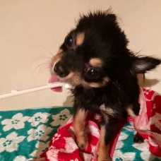 Image pour l'annonce Chihuahua miniature 1,8kg, 9mois, mâle