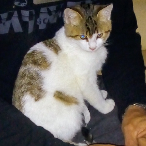 Image pour l'annonce à adopter, Jules chaton de 5 mois