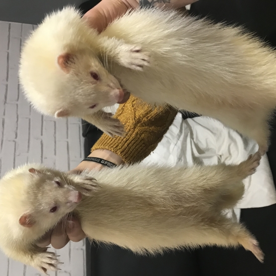 Image pour l'annonce 3 Furets albinos