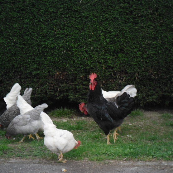 Image pour l'annonce Oeufs de poules de Bavière fécondés à couver