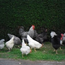 Image pour l'annonce Oeufs de poules de Bavière fécondés à couver