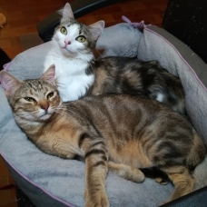Image pour l'annonce 2 adorables chatonnes