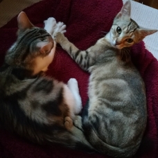 Image pour l'annonce 2 adorables chatonnes