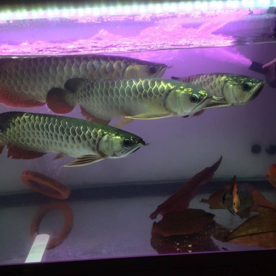 Image pour l'annonce Meilleurs poissons de raies pastenagues / poissons arowana rouges asiatiques à adopter de nouveau!