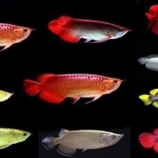Image pour l'annonce Meilleurs poissons de raies pastenagues / poissons arowana rouges asiatiques à adopter de nouveau!