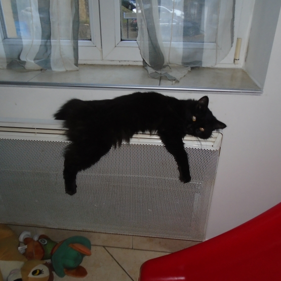 Image pour l'annonce donne ma chatte noir