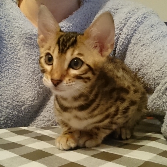 Image pour l'annonce Chaton bengal brown LOOF