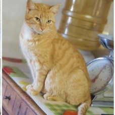 Image pour l'annonce Câline 5 ans une chatte hyper gentille et câline cherchant des adoptants