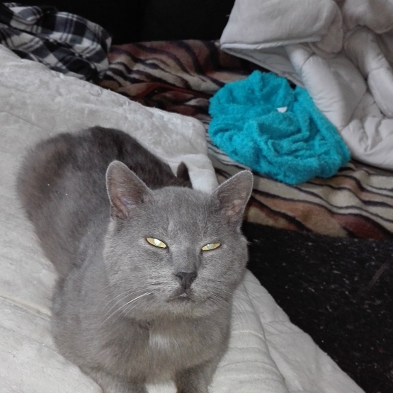 Image pour l'annonce Jeff 4 ans un amour de chat gris/bleu qui espère trouver un foyer