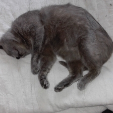 Image pour l'annonce Jeff 4 ans un amour de chat gris/bleu qui espère trouver un foyer