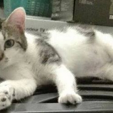 Image pour l'annonce Mistinguette 14 mois câline et joueuse, ok autres chats à adopter
