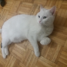 Image pour l'annonce Saphir gentil beau chat blanc et noir à adopter