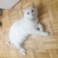 Image pour l'annonce Saphir gentil beau chat blanc et noir à adopter