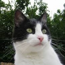 Image pour l'annonce recherche chaton mâle noir et blanc genre Félix le chat