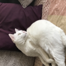 Image pour l'annonce A adopter Poussinou magnifique jeune chat blanc