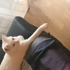 Image pour l'annonce A adopter Poussinou magnifique jeune chat blanc