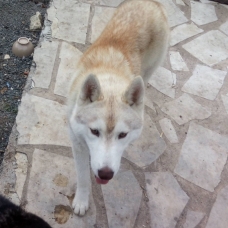 Image pour l'annonce Vends chien apparence husky sibérien