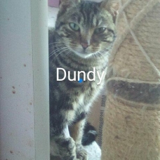 Image pour l'annonce Dundee, 8 moi, douce et câline petite chatonne tigrée