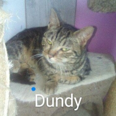 Image pour l'annonce Dundee, 8 moi, douce et câline petite chatonne tigrée