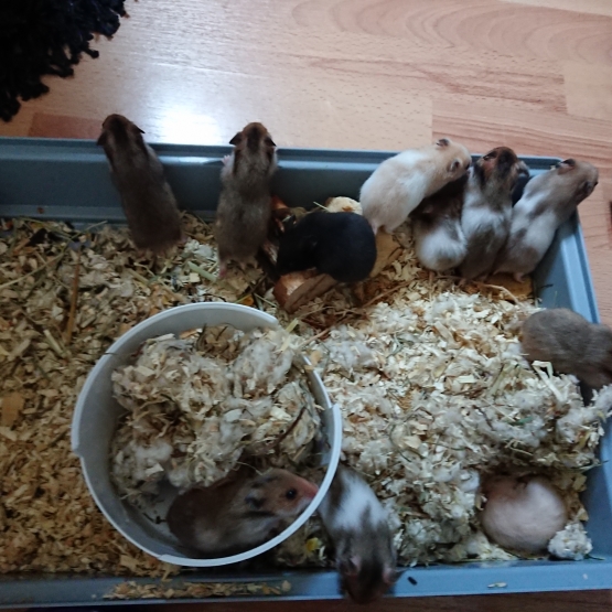 Image pour l'annonce Vends 23 jeunes hamster de Syrie sevrés