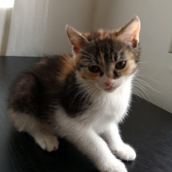 Donnons 6 Chatons de 2 mois Sevrés HautsdeSeine (92) GRATUIT sur