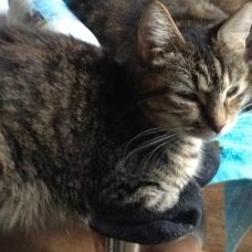 Image pour l'annonce 3 adorable chats