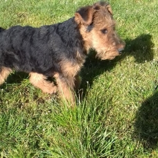 Image pour l'annonce Chiot Welsh Terrier