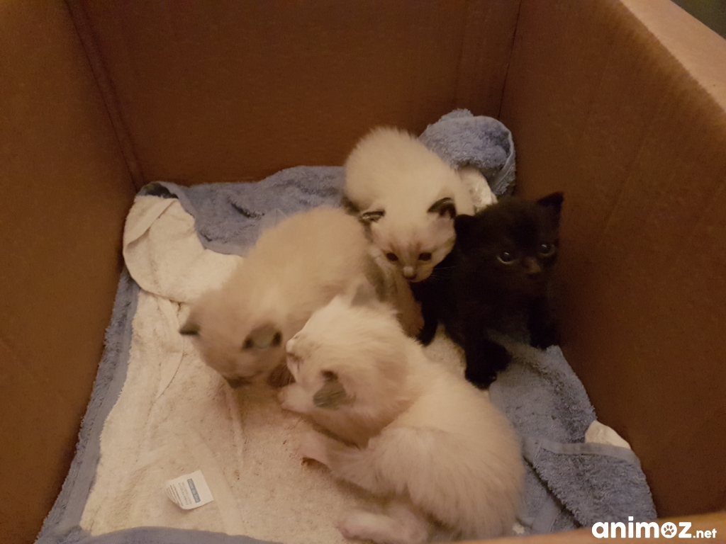Chatons à donner (disponibles dans 1 mois) Gers (32) GRATUIT sur
