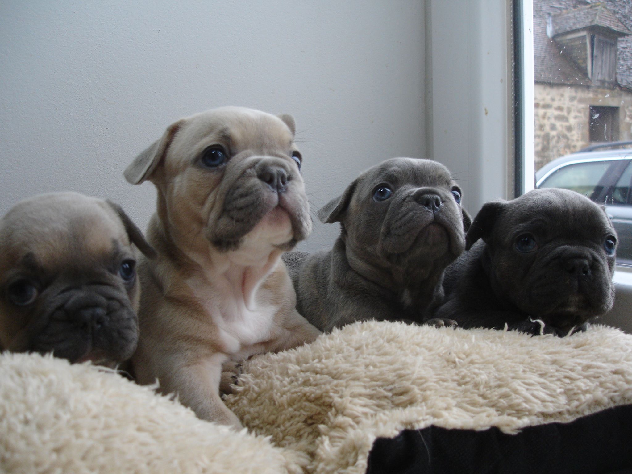 Chiots Bouledogue Francais Bleu Orne 61 Sur Animoz Net
