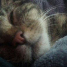 Image pour l'annonce Dundee craquante jeune chatte tigrée de 8 mois à adopter