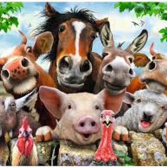 Image pour l'annonce Récupère gratuitement vos animaux de ferme