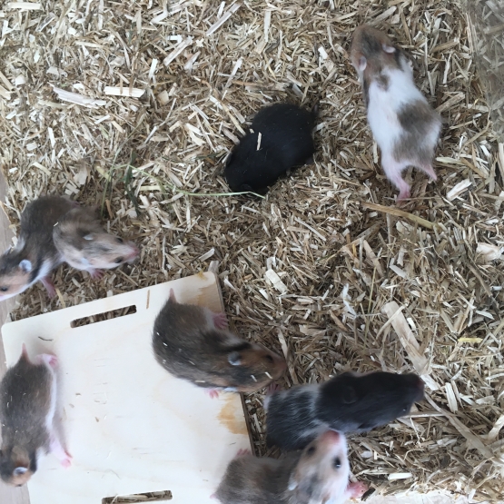 Image pour l'annonce Bébé Hamster Syrien Angora (Disponible) 7 males et 7 femelles