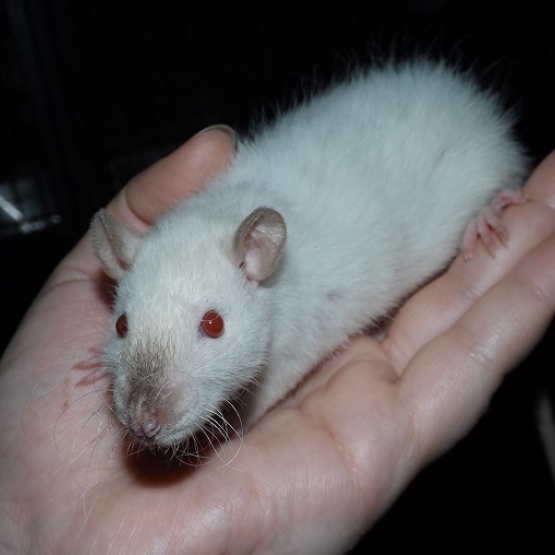 Image pour l'annonce 5 jeunes rats femelles à adopter - Elevage familial