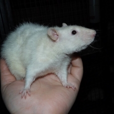 Image pour l'annonce 5 jeunes rats femelles à adopter - Elevage familial