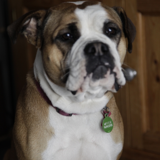Image pour l'annonce femelle bulldog continental fauve et blanc