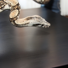 Image pour l'annonce Boa constrictor longicauda mâle adulte