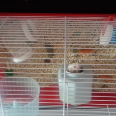 Image pour l'annonce Vend hamster nain avec cage