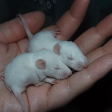 Image pour l'annonce Bébés rats pour compagnie à réserver