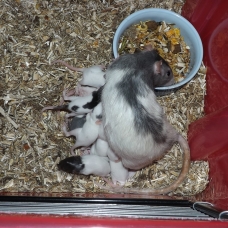 Image pour l'annonce Bébés rats pour compagnie à réserver