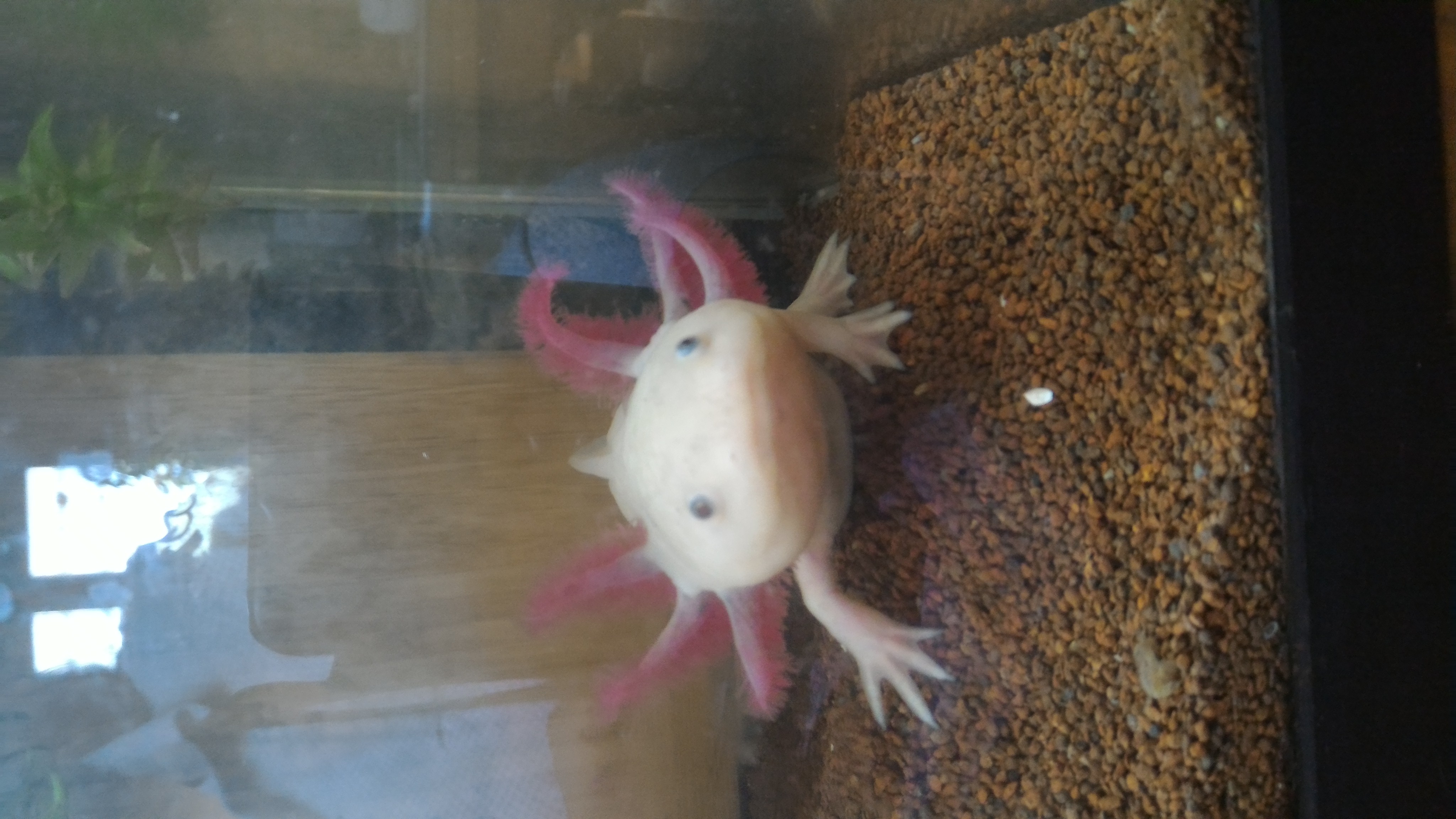 Donne Aquarium et Axolotls Finistère (29) GRATUIT sur