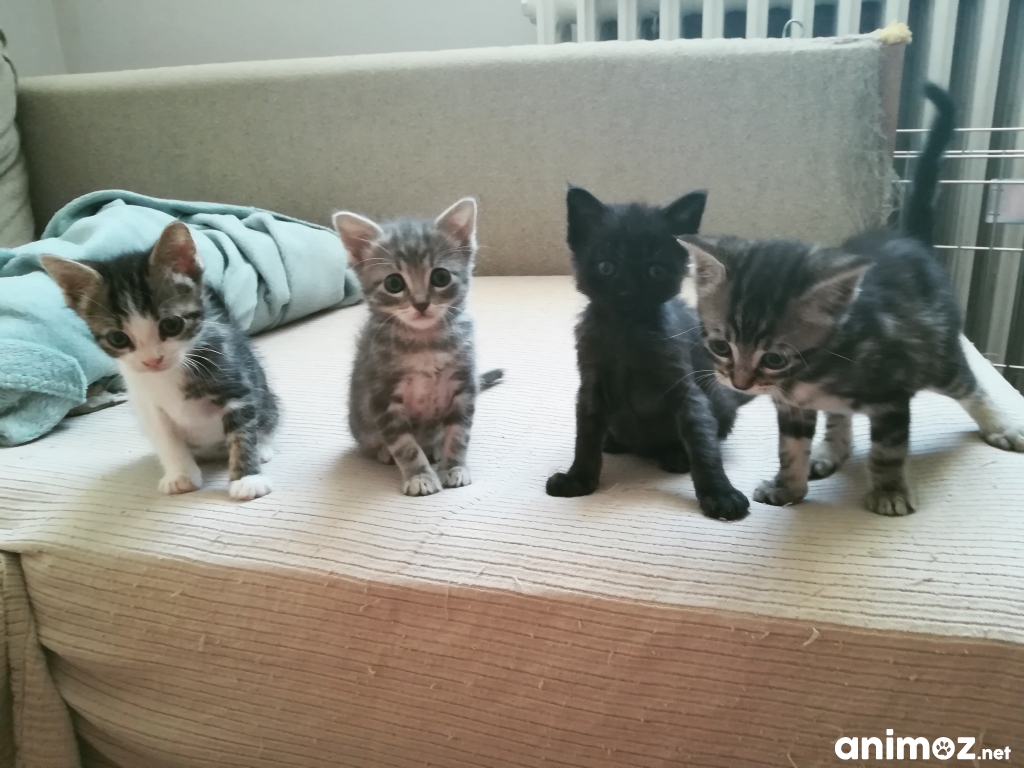 4 chatons à adopter Hérault (34) GRATUIT sur